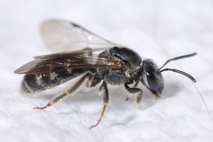 Hemihalictus