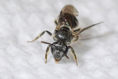 Hemihalictus