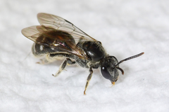 Hemihalictus