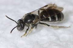 Hemihalictus