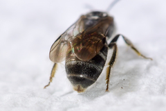 Hemihalictus