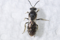 Hemihalictus