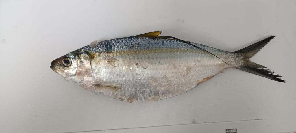 Deep-bodied Pacific thread herring (Opisthonema libertate) — Clupeidae