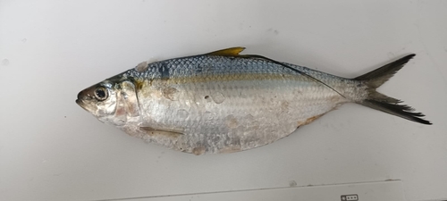 Deep-bodied Pacific thread herring (Opisthonema libertate) — Clupeidae