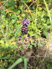 Muscari comosum
