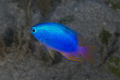 Neon Damselfish photo 5