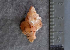 Chicoreus denudatus