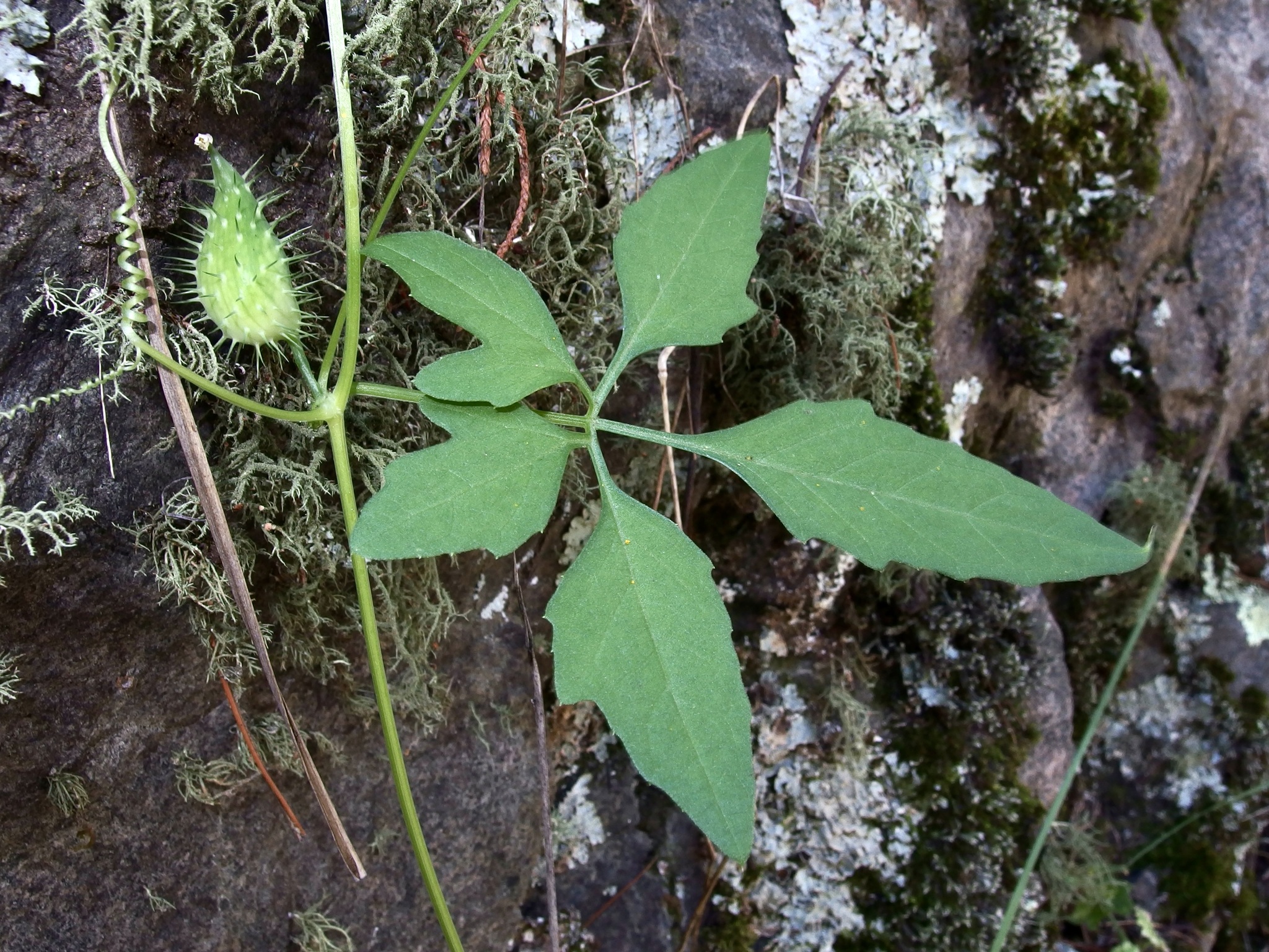 Cyclanthera gracillima