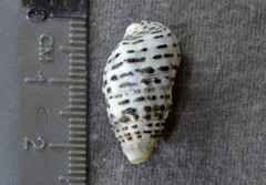 Clypeomorus petrosa