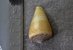 Conus aplustre