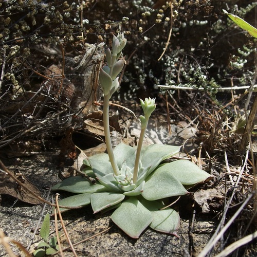 Image of Graptopetalum bartramii by (c) Sue Carnahan, some rights reserved (CC BY)