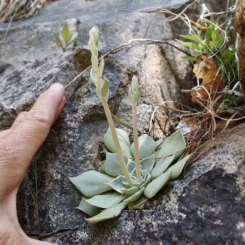 Image of Graptopetalum bartramii by (c) Sue Carnahan, some rights reserved (CC BY)