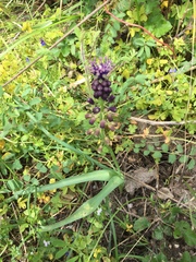 Muscari comosum
