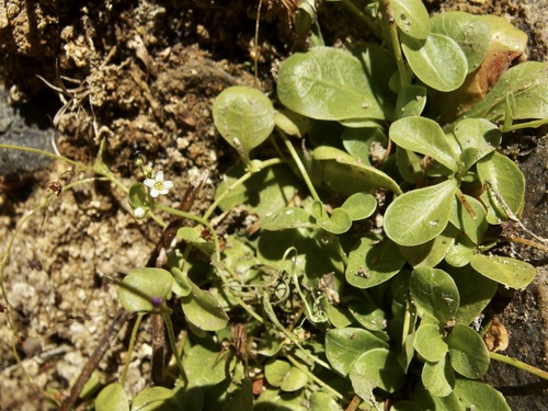 Chiricahua Mountain brookweed (Samolus vagans)