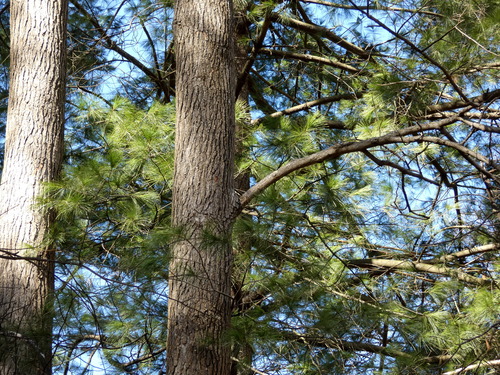 eastern white pine