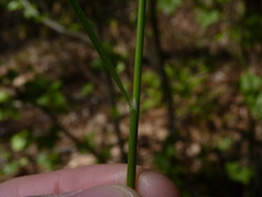 Piptochaetium avenaceum