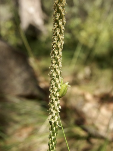 Image of Malaxis macrostachya by (c) Sue Carnahan, some rights reserved (CC BY)