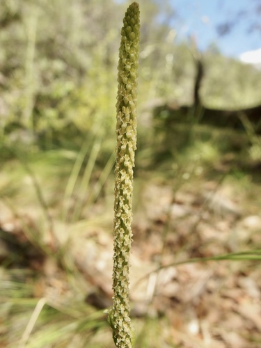 Image of Malaxis macrostachya by (c) Sue Carnahan, some rights reserved (CC BY)