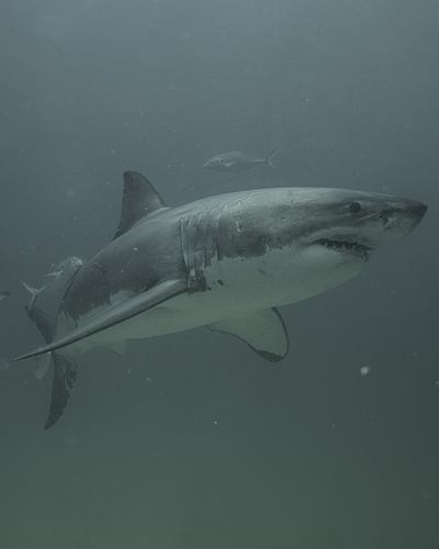 Great White Shark, photo 3 of 7
