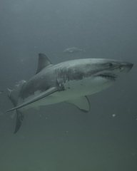 Great White Shark photo 5