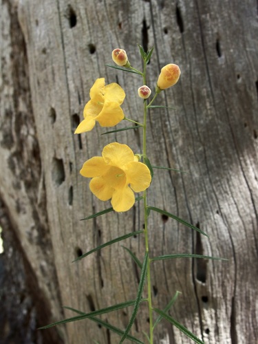 Arizona desert foxglove (Brachystigma wrightii)