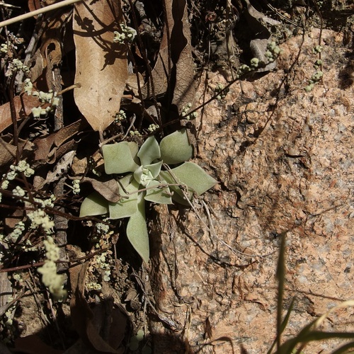 Image of Graptopetalum bartramii by (c) Sue Carnahan, some rights reserved (CC BY)