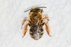 Eucera dubitata