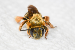 Eucera dubitata