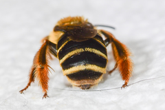 Eucera dubitata