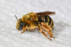 Eucera dubitata
