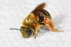 Eucera dubitata