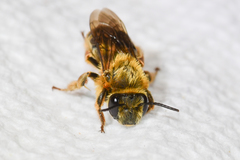Eucera dubitata