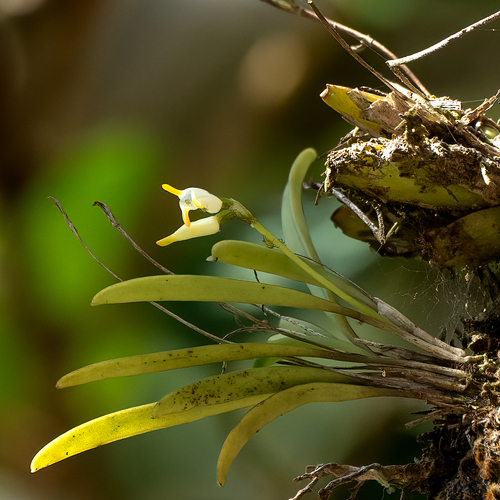 Masdevallia chontalensis image