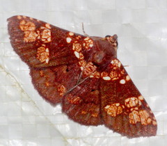 Saroba pustulifera