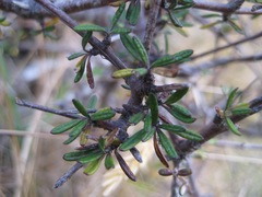 Olearia bullata