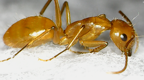 Camponotus silvicola