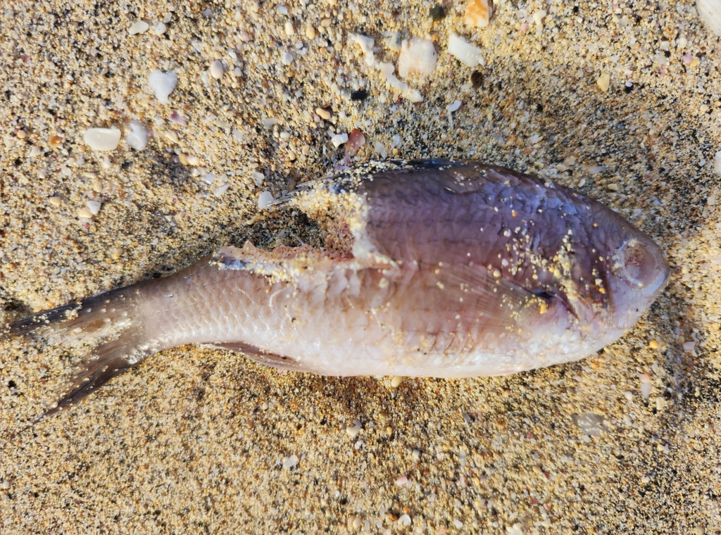 Photo of Brown chromis (Chromis multilineata)