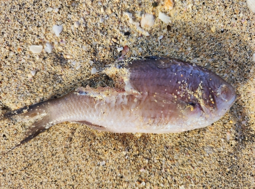 Photo of Brown chromis (Chromis multilineata)