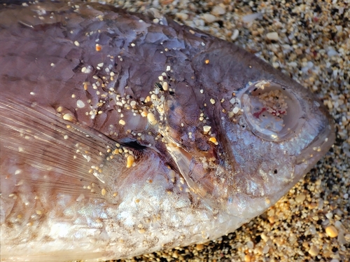 Photo of Brown chromis (Chromis multilineata)