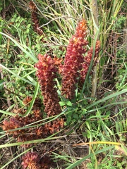 Orobanche variegata
