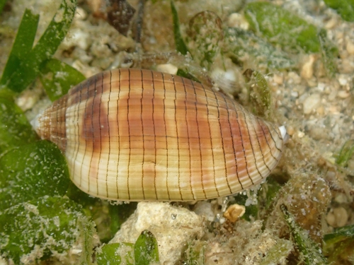 Pterygia dactylus observed 2024-02-02