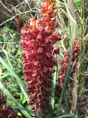 Orobanche variegata