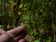 Piptochaetium avenaceum