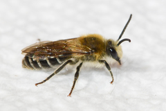 Colletes thoracicus