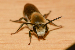 Colletes thoracicus