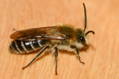 Colletes thoracicus