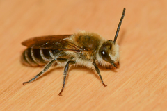 Colletes thoracicus