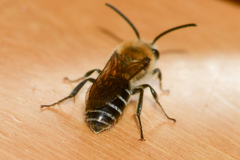 Colletes thoracicus