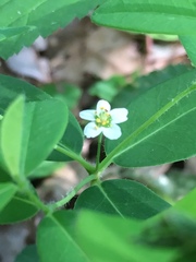 Euphorbia pubentissima