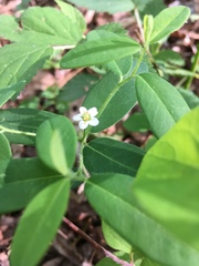 Euphorbia pubentissima
